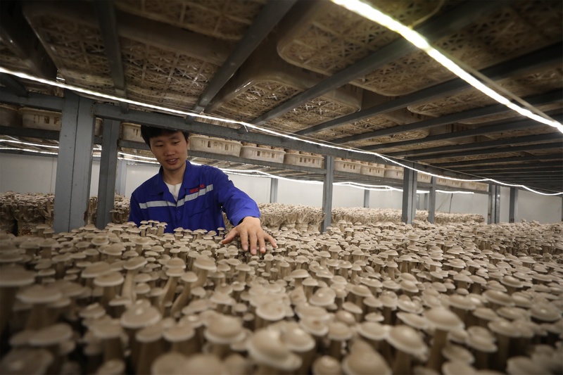 工人正在采摘鹿茸菇。