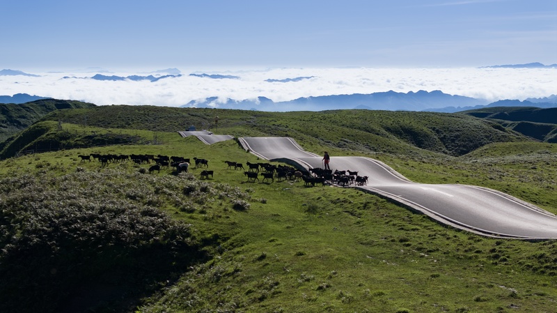 7月2日，牲畜在貴州省畢節市赫章縣阿西里西大草原上覓食。