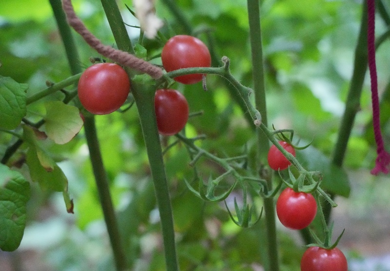 西河烤煙育苗工場圣女果掛滿枝頭。