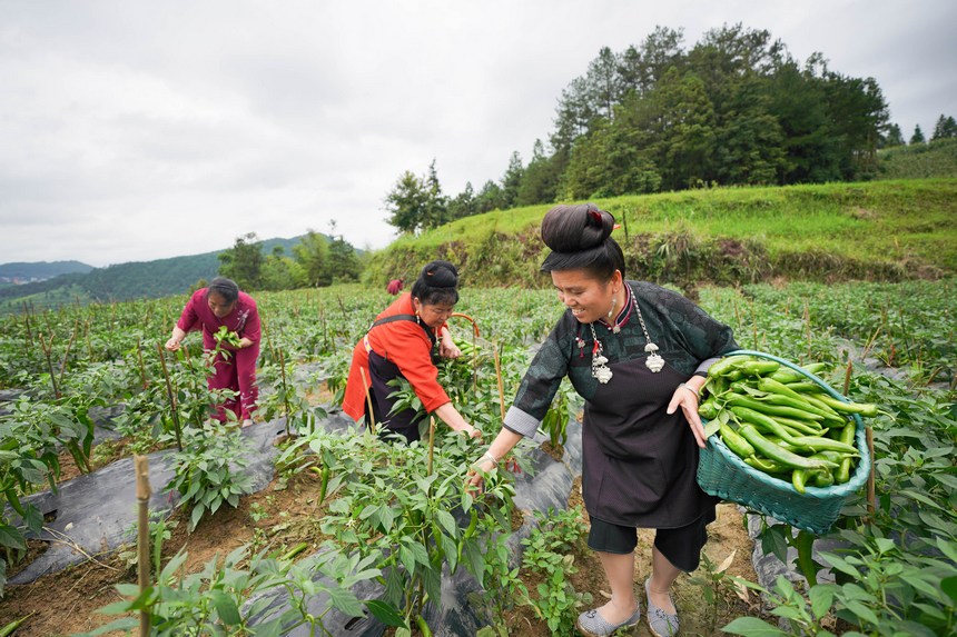 采摘青辣椒。