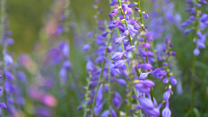 迎來盛花期的玉簪花 李杰 攝.jpg