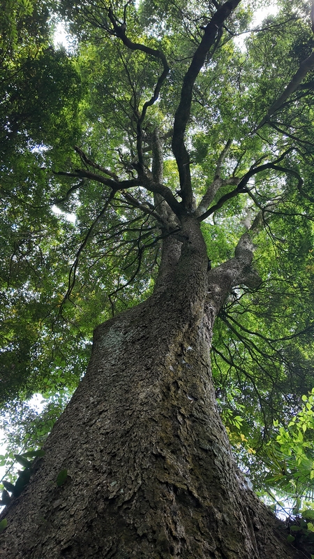 6、雙龍鄉千年紅豆杉