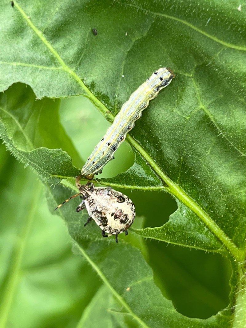 黔西市林泉綠色防控示范區躅蝽捕食天敵。