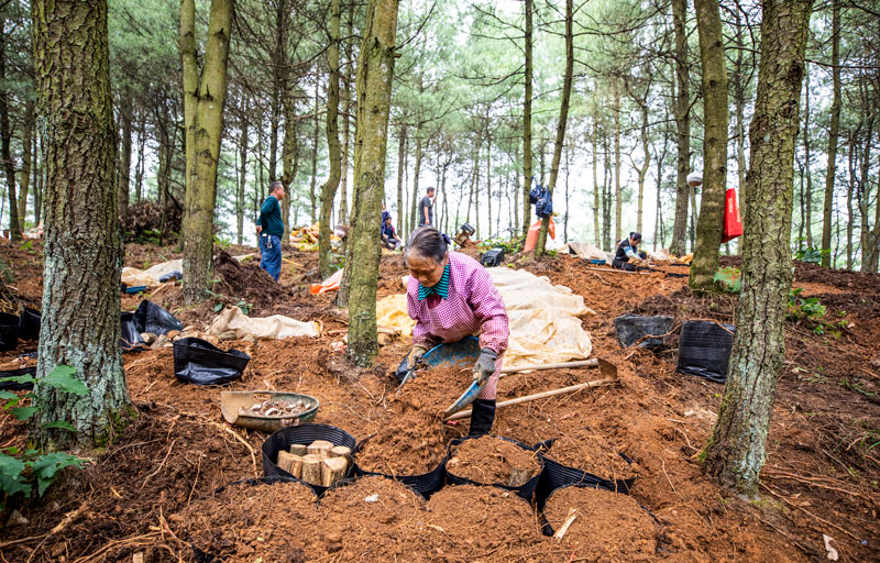 村民天麻基地為培柴覆土。李學友攝