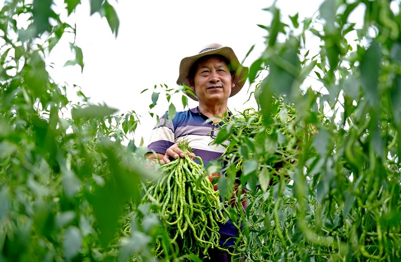 村民在采摘辣椒。