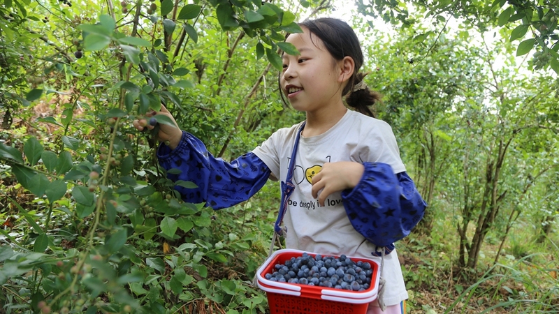 游客們提著籃子，三三兩兩穿梭在藍莓林里，邊摘邊吃，體驗采摘樂趣 修文縣融媒體中心查姜維 攝