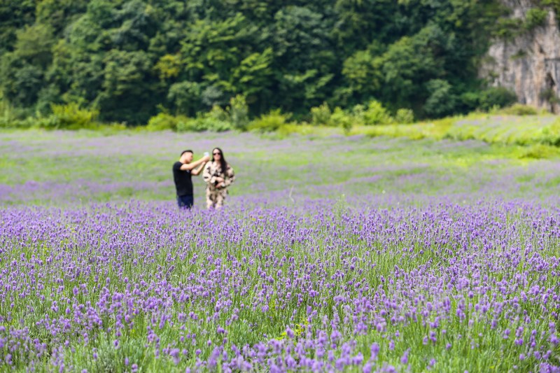 7月21日，游客在貴州省畢節市赫章縣興發鄉中寨村薰衣草花海游玩拍照。