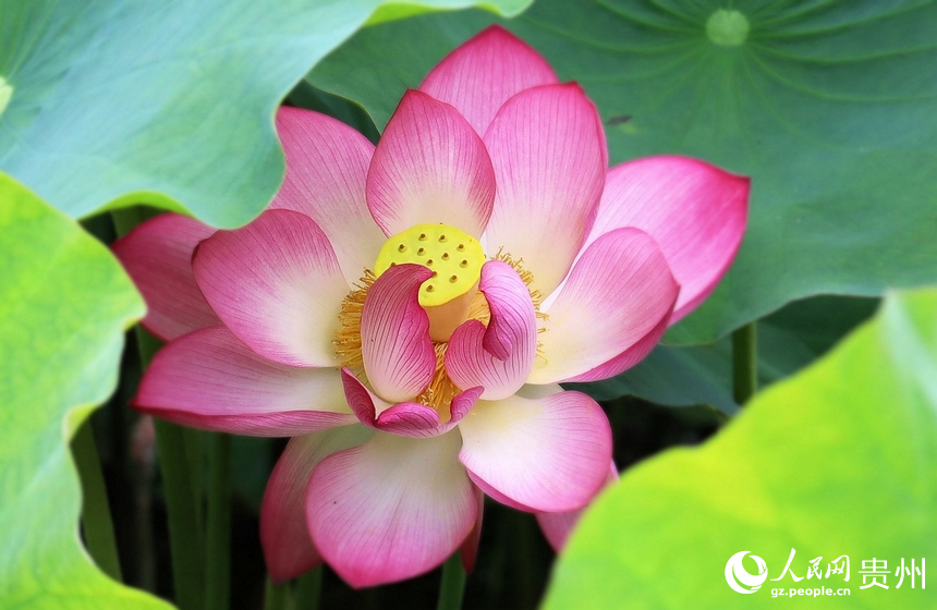 羞澀的“荷花仙子”。人民網 潘佳倩攝 