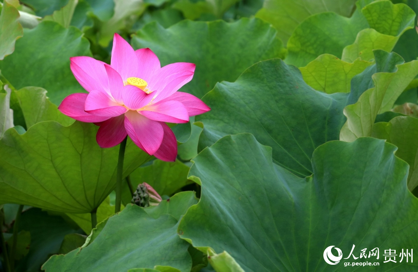 夏天的驚艷與溫柔，都是荷花帶來的。人民網 潘佳倩攝