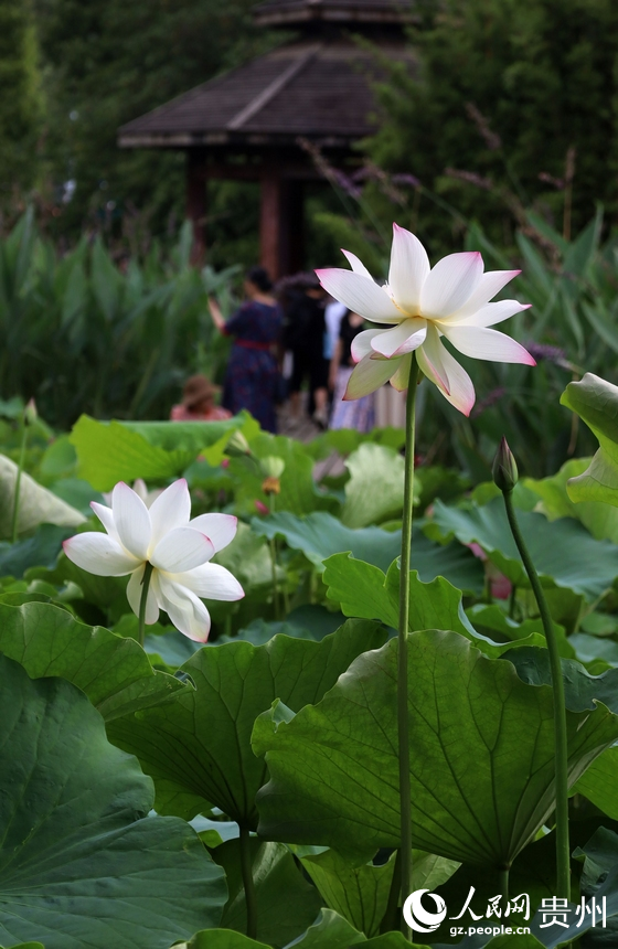 亭亭玉立的“水中仙”。人民網 潘佳倩攝