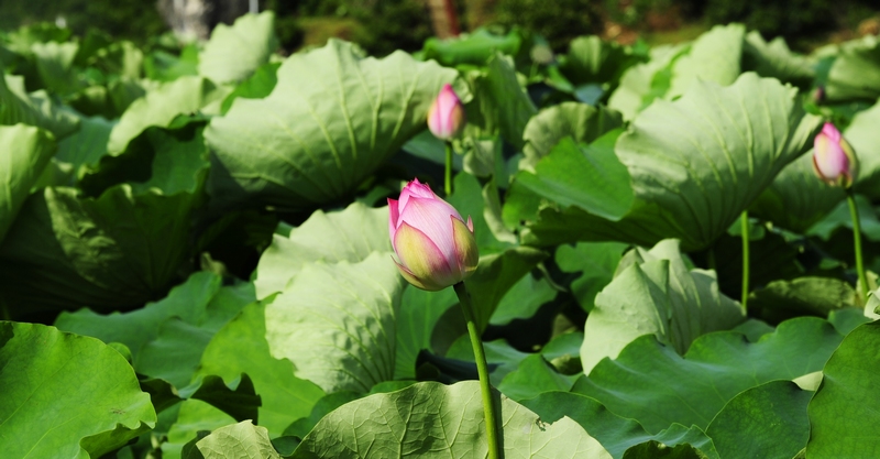 4、含苞待放的荷花。駱世明 攝