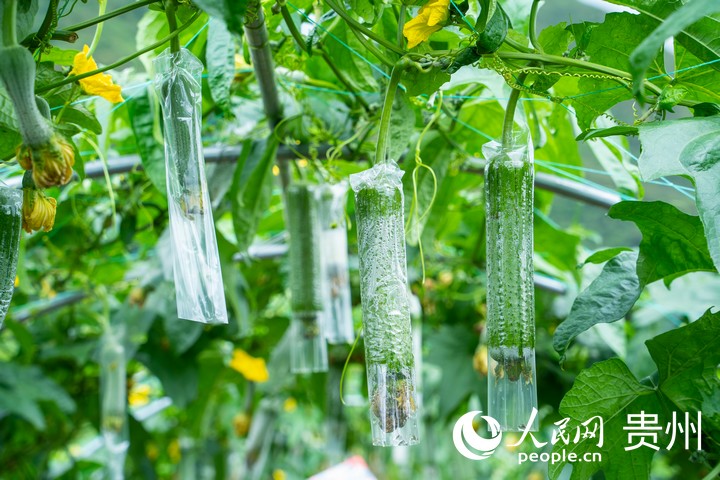 甲樹村蔬菜種植基地內，絲瓜長勢喜人。人民網 陽茜