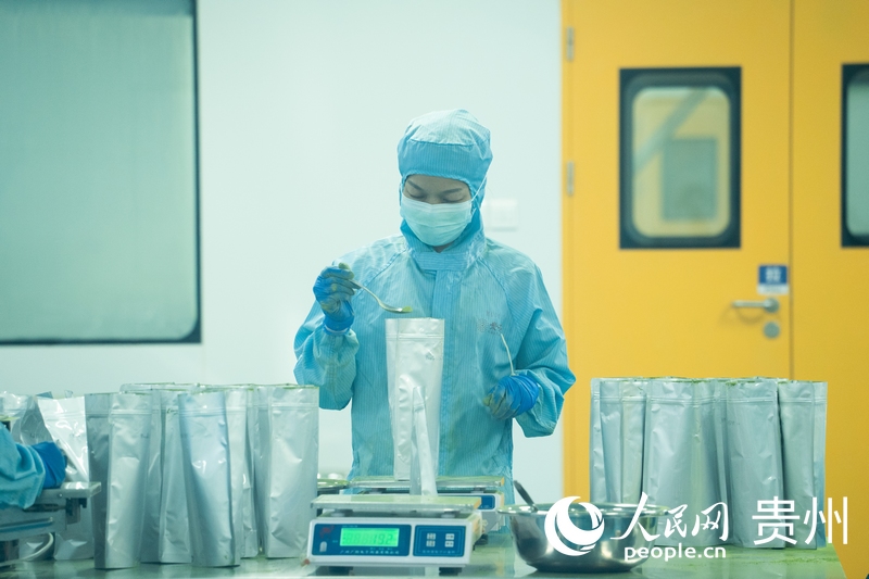 貴茶股份公司生產車間內，工人正在分裝抹茶粉。人民網 陽茜攝