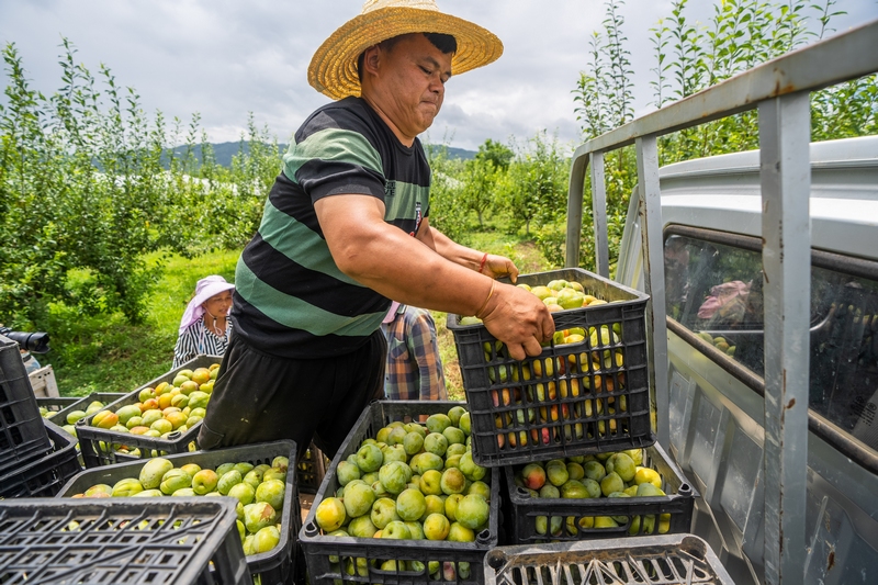 2024年8月4日,貴州省畢節市七星關區歸化街道常豐社區村民正在搬運采收的皇后李。