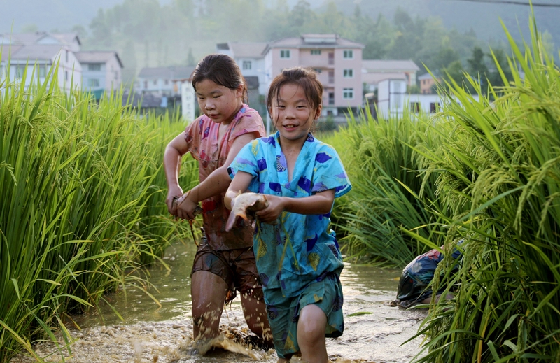 4 圖為小朋友在稻田抓魚。 潘婭 攝