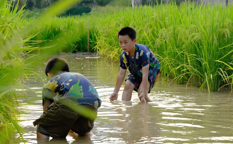 5圖為小朋友在稻田抓魚。 李珊珊 攝