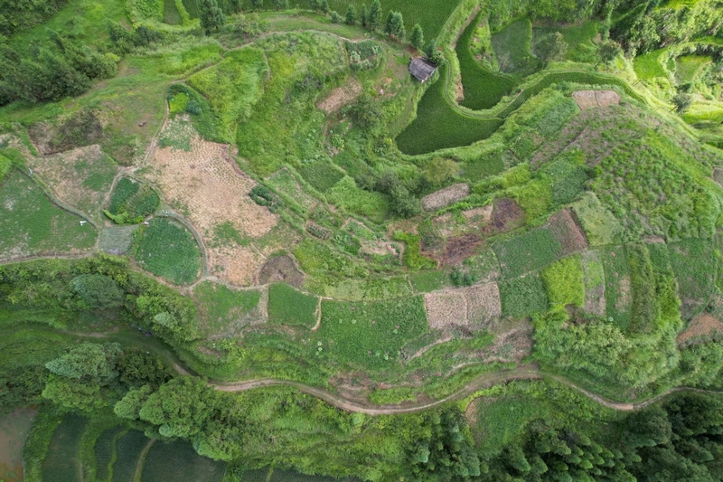 ：“依山種藥” 厚植“綠色家底”