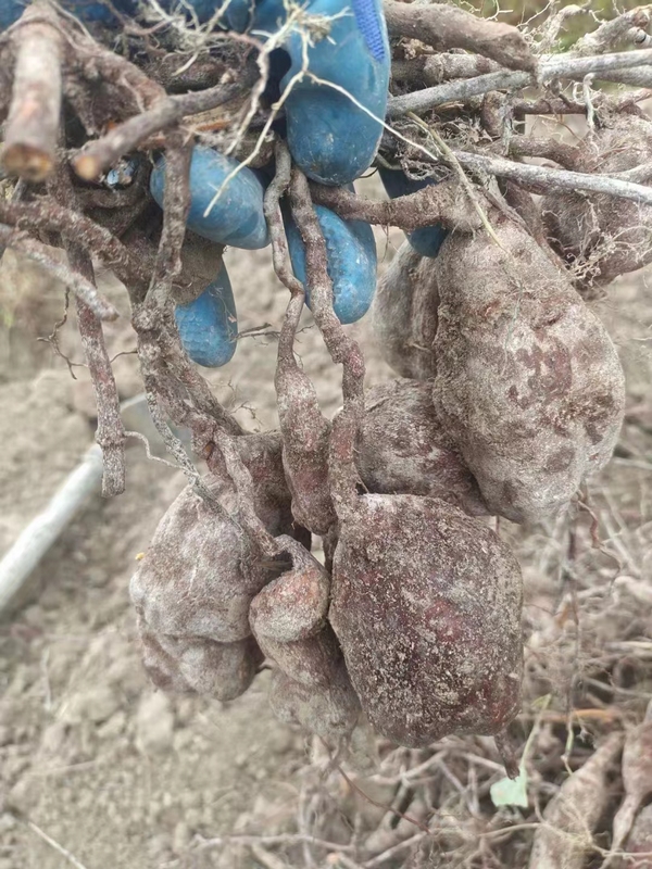 “依山種藥”，厚植“綠色家底”。