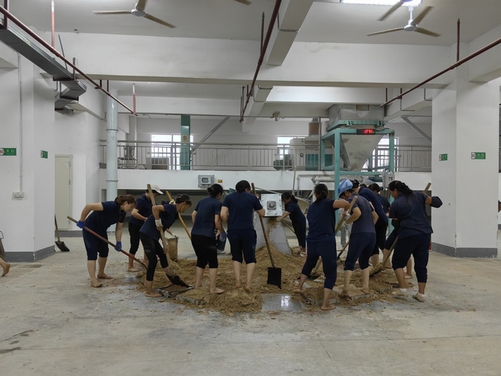 制曲車間工人忙制曲。仁懷市融媒體中心供圖