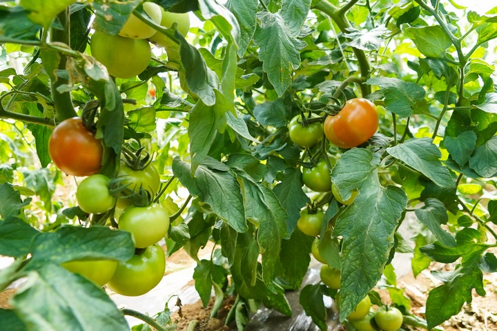 西紅柿綴滿枝頭。