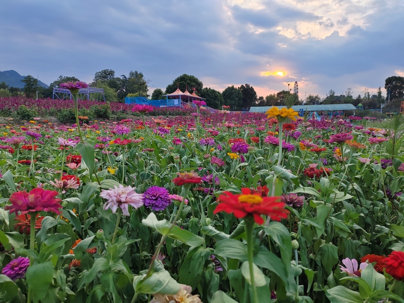 仁懷市八卦園景區太陽花（余甚君 拍攝）