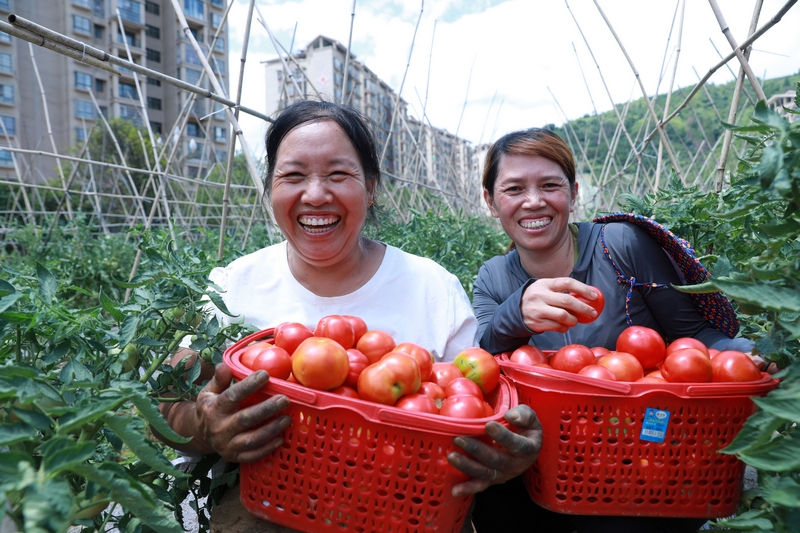 劍河縣幸福社區居民正在采摘番茄 (3)