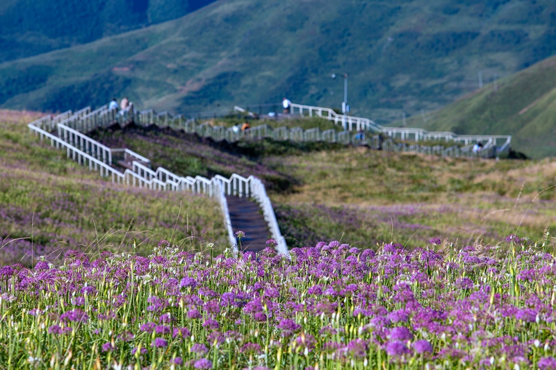 8月24日，游客在貴州省畢節市赫章縣阿西里西·韭菜坪景區游玩。