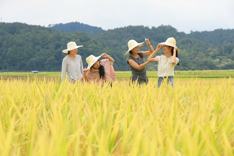 游人在劍河縣南明大壩連片稻田里賞景、拍照。