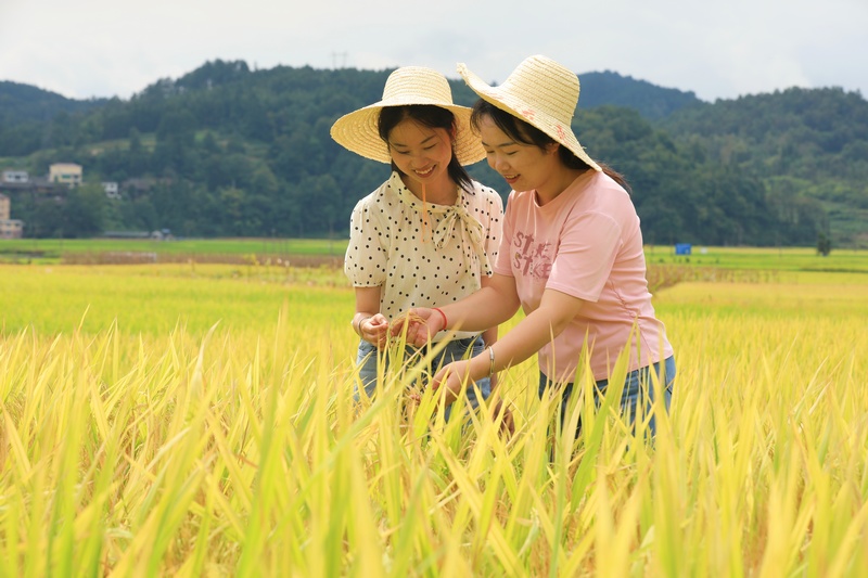 游人在劍河縣南明大壩連片稻田里賞景、拍照。