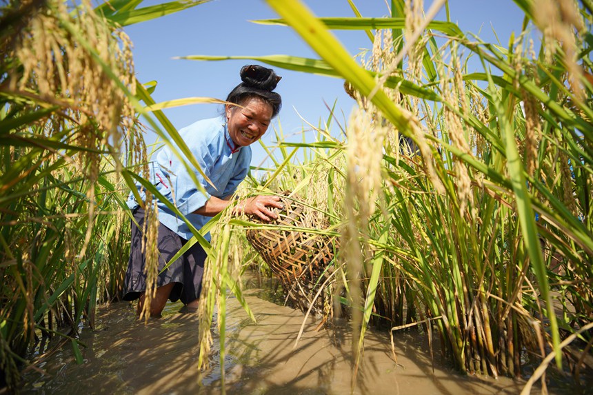 9月5日，村民在貴州省丹寨縣龍泉鎮卡拉村抓稻田魚。