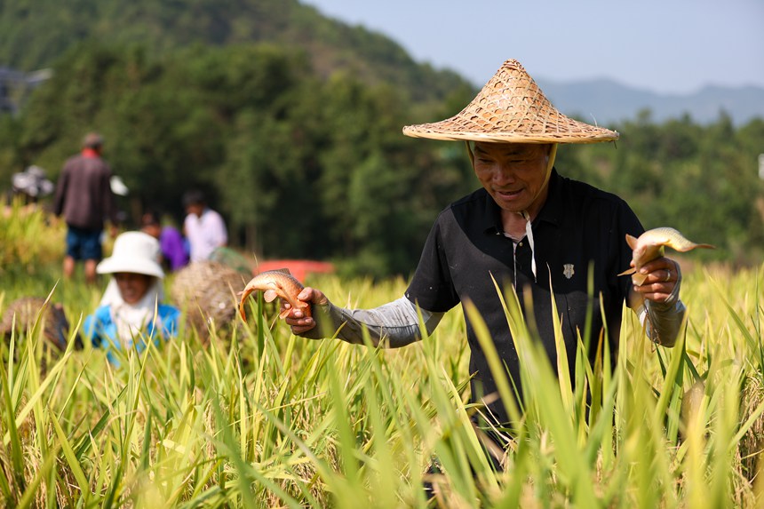9月5日，村民在貴州省丹寨縣龍泉鎮卡拉村抓稻田魚。