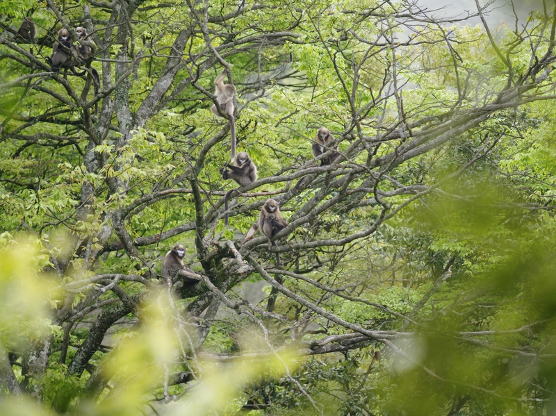 1 黔金絲猴。何雄周 攝