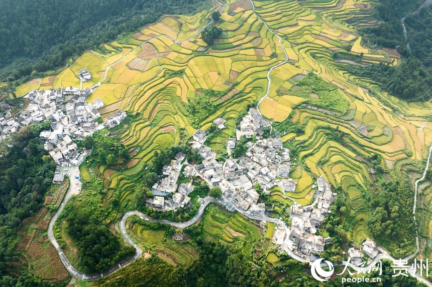 航拍貴陽市花溪區高坡苗族鄉梯田。人民網記者 涂敏攝