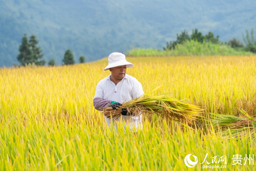 村民們正在收割成熟的水稻。人民網記者 涂敏攝