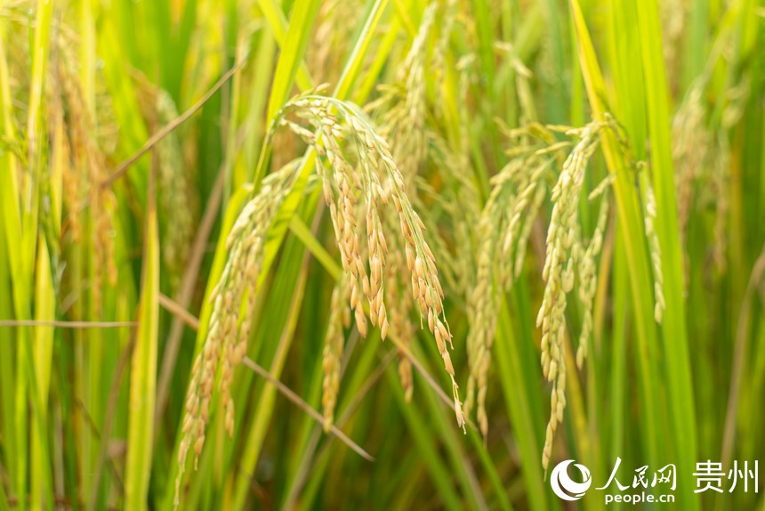 貴陽市花溪區高坡苗族鄉梯田內成熟的水稻。人民網記者 涂敏攝