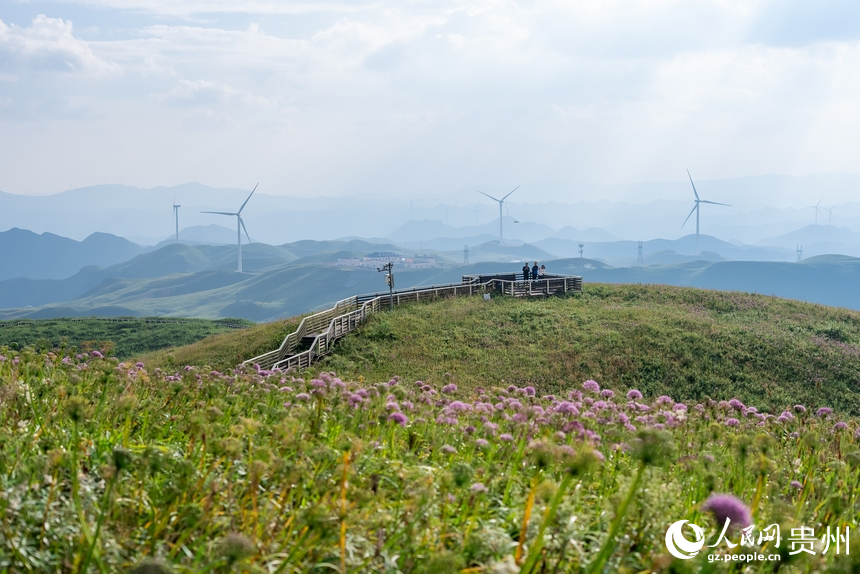 韭菜坪景區盛開的韭菜花。人民網 涂敏攝