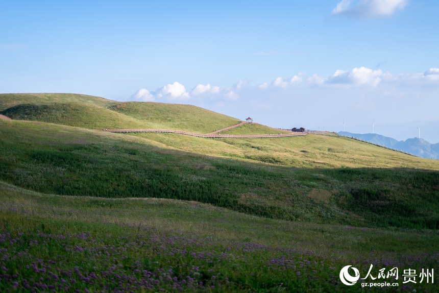 韭菜坪景區盛開的韭菜花。人民網 涂敏攝