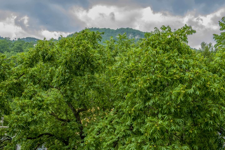 赫章朱明鎮百年掛果核桃。李學友攝