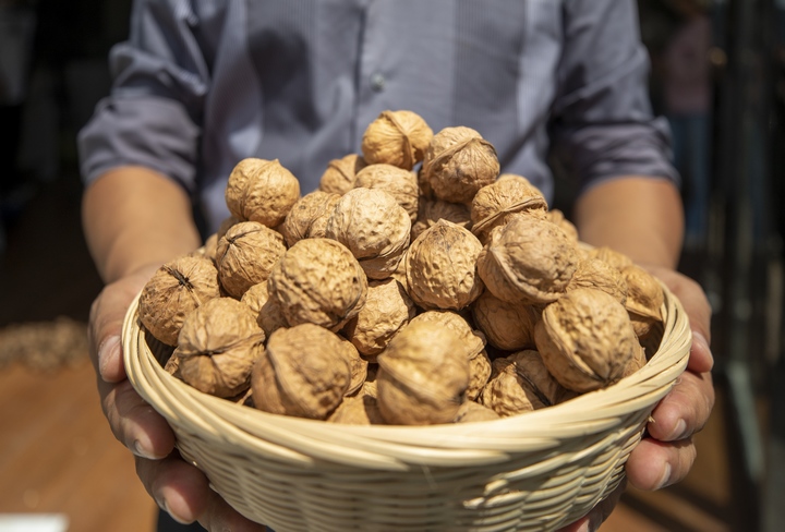 赫章朱明鎮村民展示采收的黔核7號核桃。李學友攝