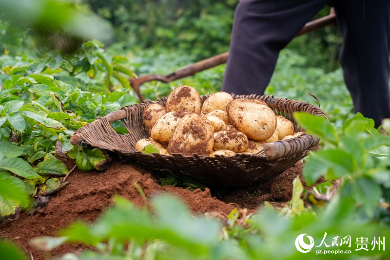 馬鈴薯個頭勻稱，豐收喜人。人民網記者 涂敏攝