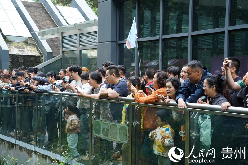 游客在大熊貓“星寶”處駐足拍照。人民網 陽茜攝