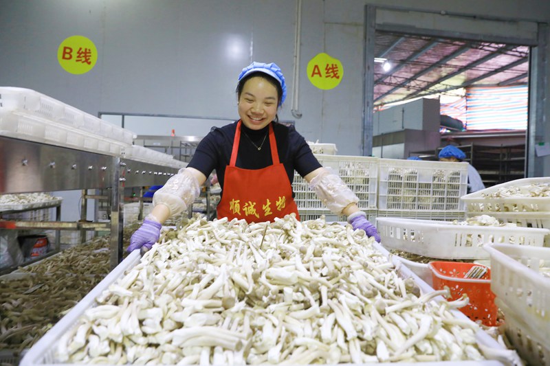 劍河縣食用菌產業園內的貴州順誠生物科技有限公司內，工人準備搬運分揀好的食用菌。楊潔茹攝