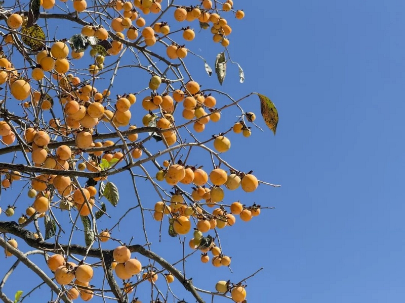 永樂鄉的秋天，你不能錯過的絕美風光。