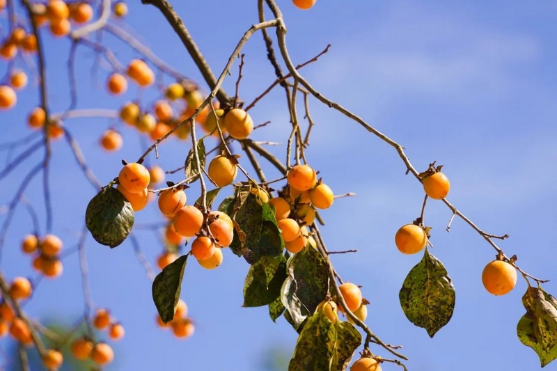 永樂鄉的秋天，你不能錯過的絕美風光。