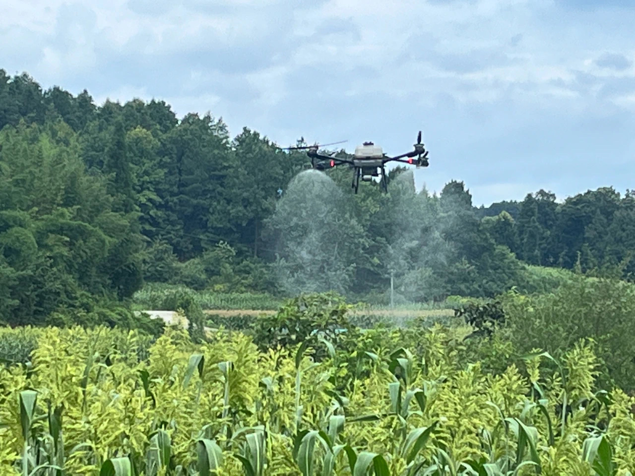 植保無人機正對高粱進行病蟲害防治作業。金沙縣融媒體中心供圖