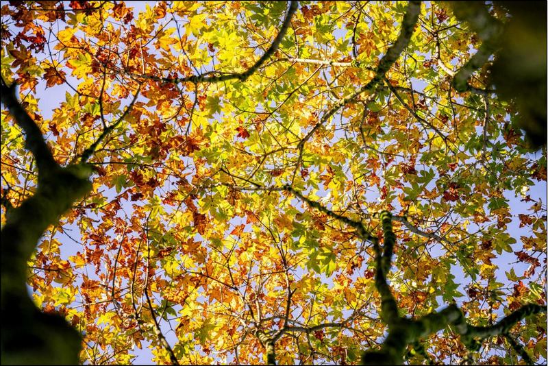 深秋的梵凈山。田葛鑫 攝 (2).jpg