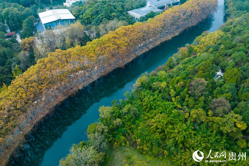 航拍秋日的黃金大道。人民網 陽茜攝