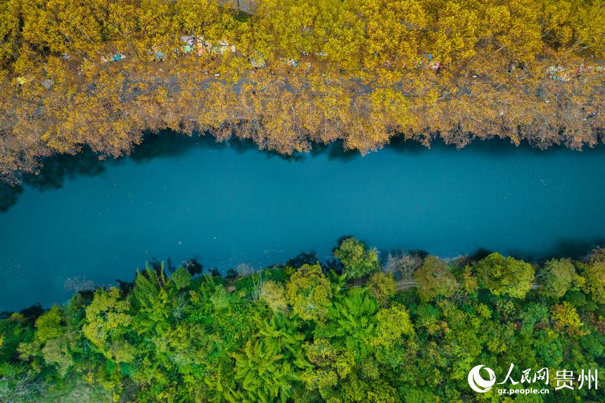 航拍秋日的黃金大道。人民網 陽茜攝