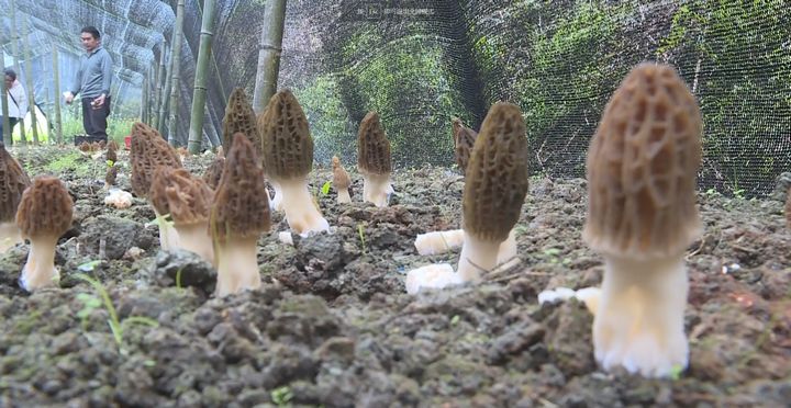 春季雷山縣林下羊肚菌長勢喜人。