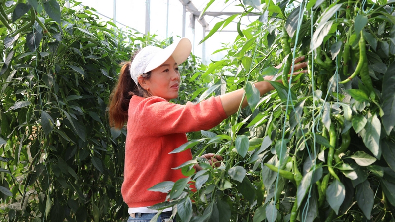 工人們正忙著采摘螺絲椒。羅飛雪 攝